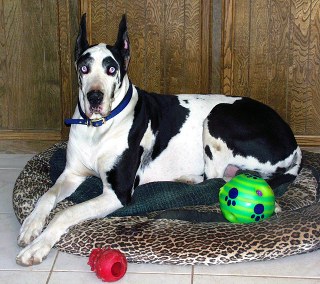 great dane dalmation mix great dane dalmation mix